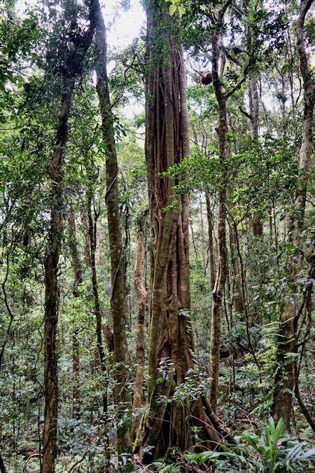 Mt Lamington rainforest
