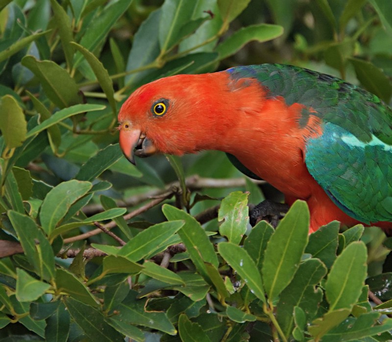 Australian King Parrot (Alisterus scapularis)