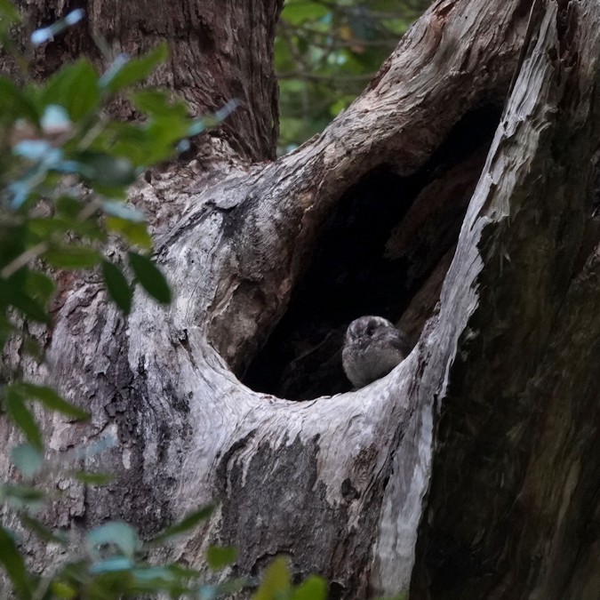Australian Owlet Nightjar_Aegotheles cristatus