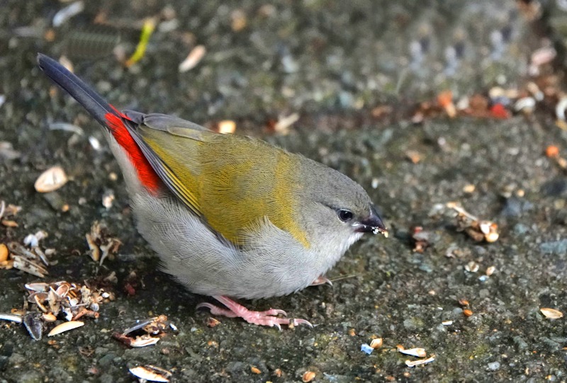  Red-browed Finch_Neochmia temporalis