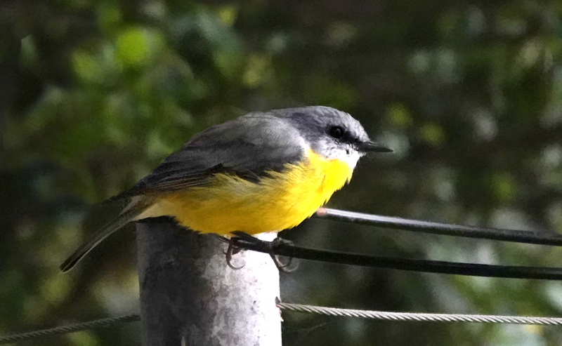 Yellow Robin_Eopsaltria australis