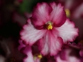 AfricanViolets_0148