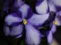 AfricanViolets_0249