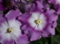 AfricanViolets_0253