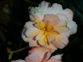 Begonia_0229