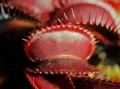 Carnivorous_0239
