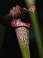 Carnivorous_0246