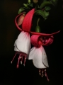Fuchsia_0209