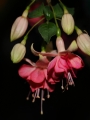 Fuchsia_0210