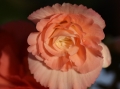 TuberousBegonia_0120