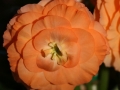 TuberousBegonia_0128
