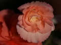 TuberousBegonia_0220