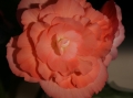 TuberousBegonia_0221