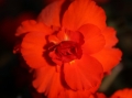 TuberousBegonia_0224