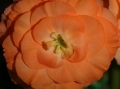 TuberousBegonia_0231