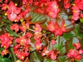 begonia_3875