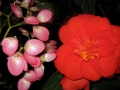 begonia_3876