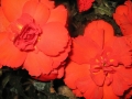 begonia_3907