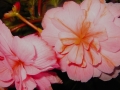 begonia_3908