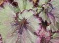 begonia_3933