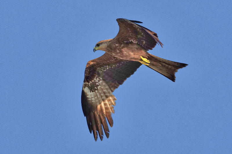 Black Kite