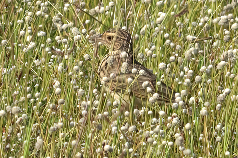 Blyth's Pipit