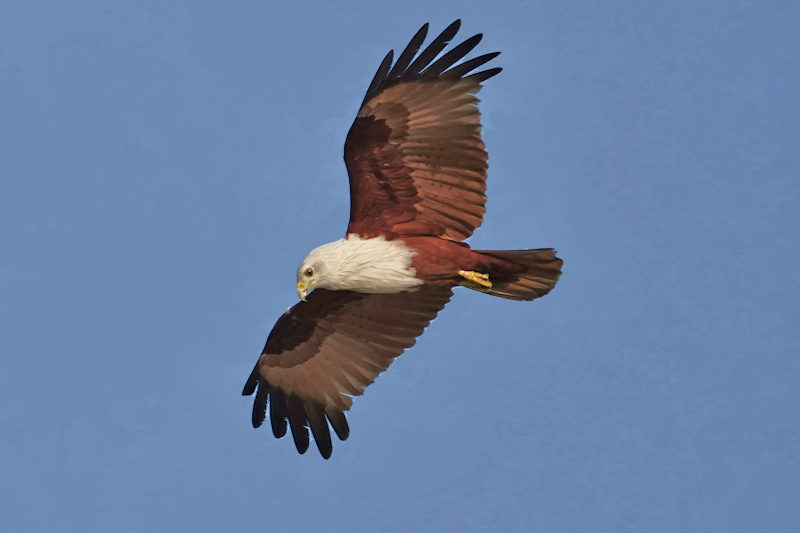 Brahminy Kite