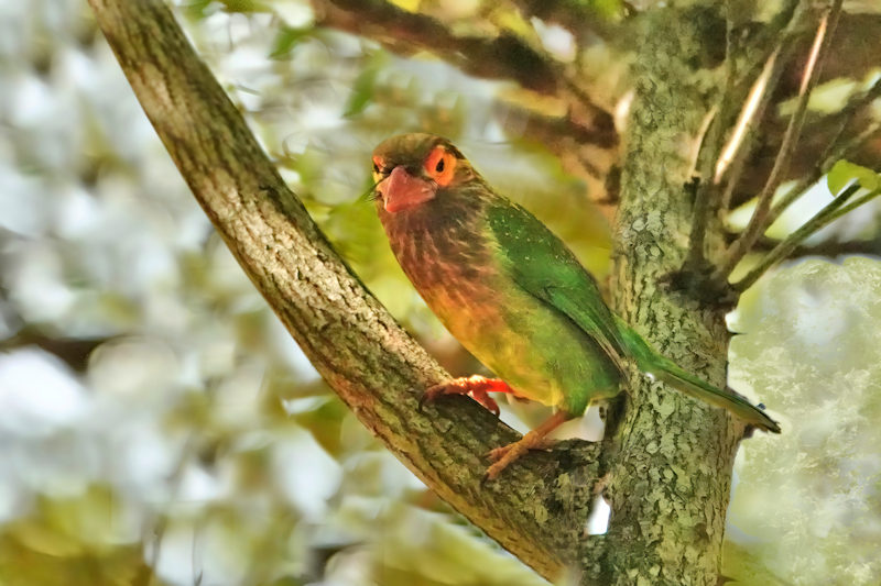 Brown-headed Barbet