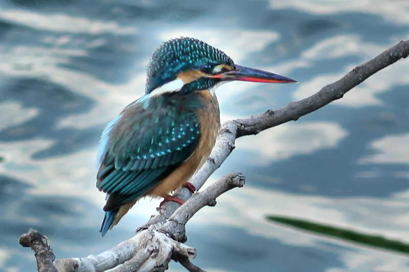 Common Kingfisher