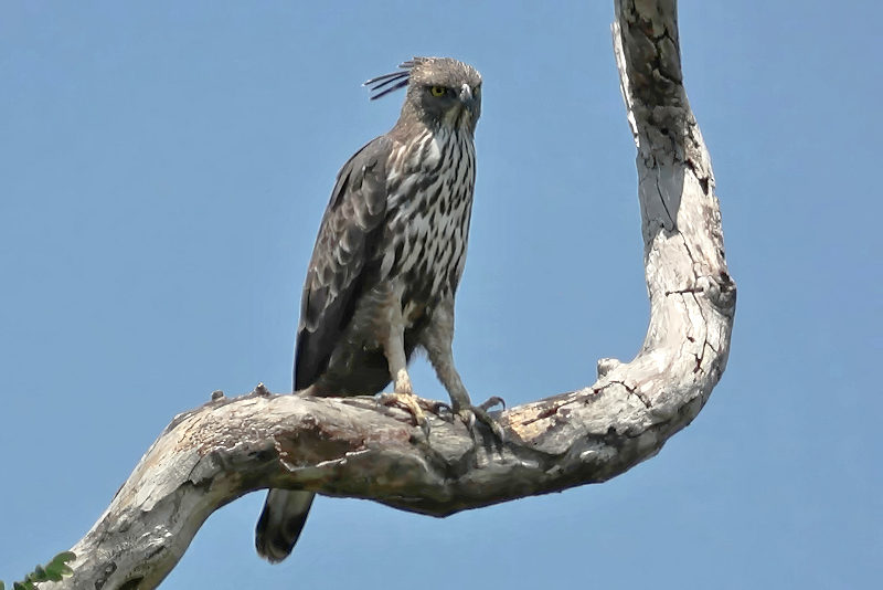 Crested Hawk Eagle