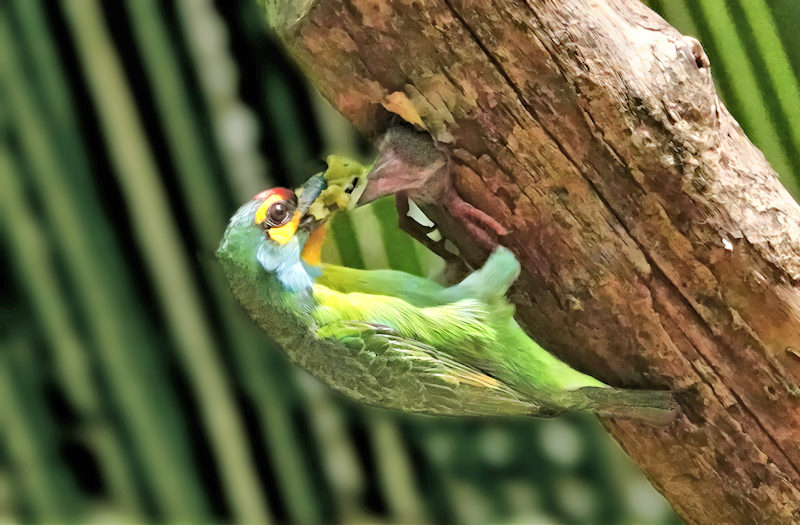 Crimson-fronted Barbet