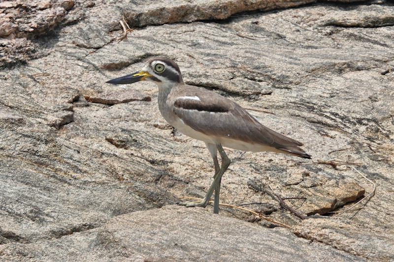 Great Thick-knee