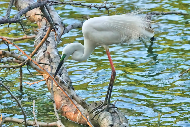 Great White Egret