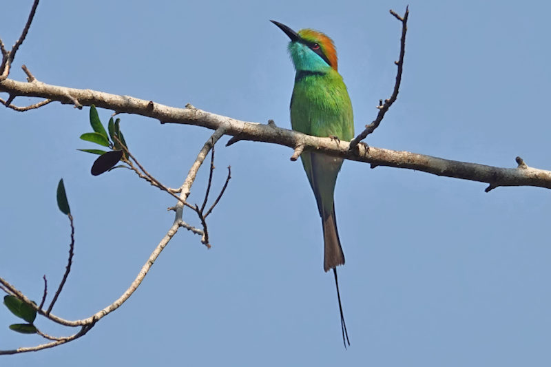 Green Bee Eater