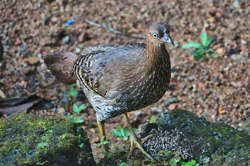 Grey Francolin