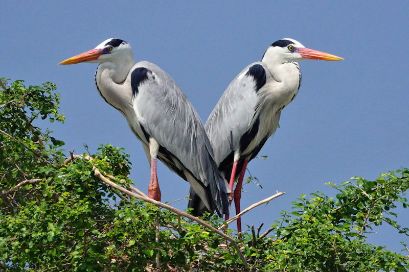 Grey Herons