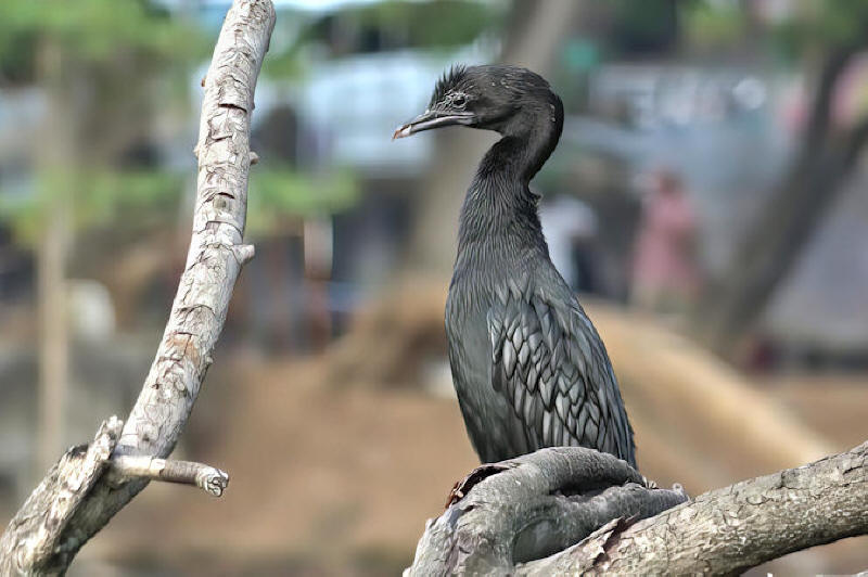 Indian Cormorant