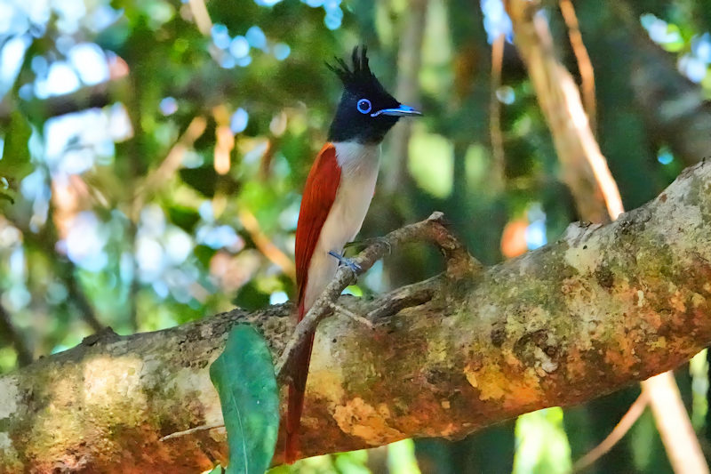 Indian Paradise Flycatcher