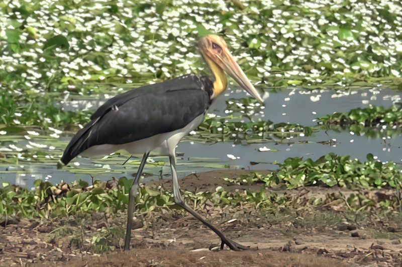 Lesser Adjutant