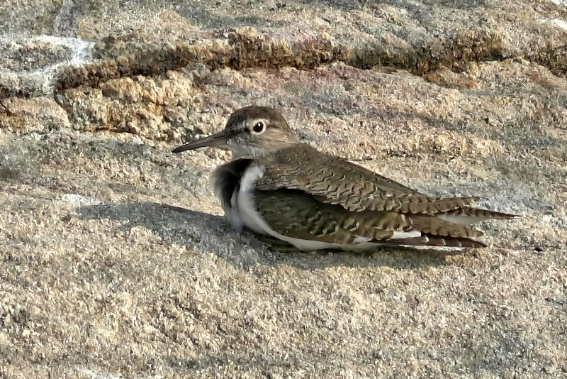 Little Pratincole