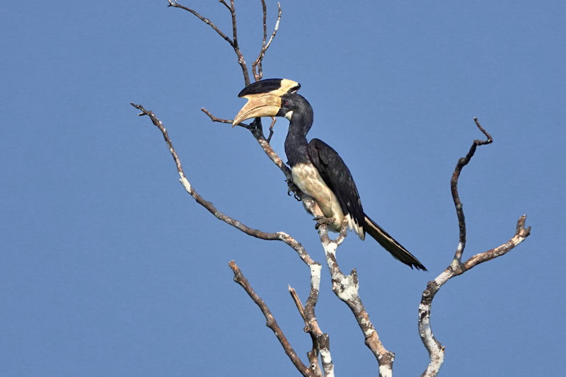 Malabar Pied Hornbill