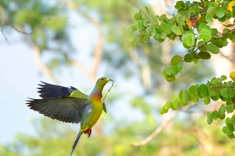 Orange Breasted Green Pigeon