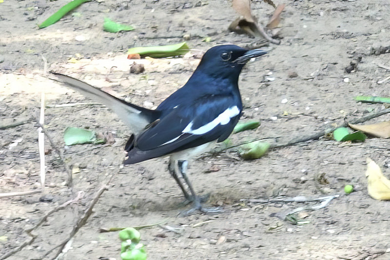 Oriental Magpie Robin