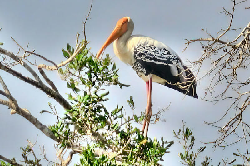 Painted Stork