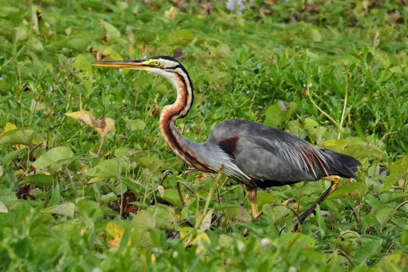 Purple Heron