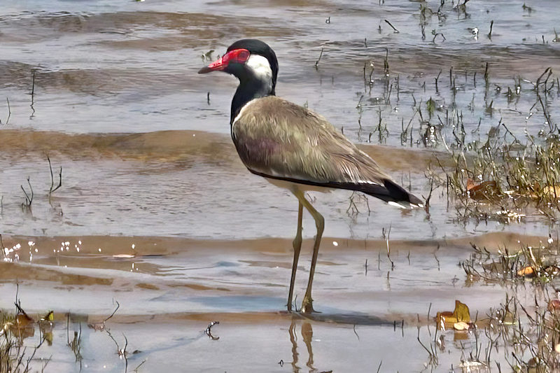 Red-wattled Lapwing