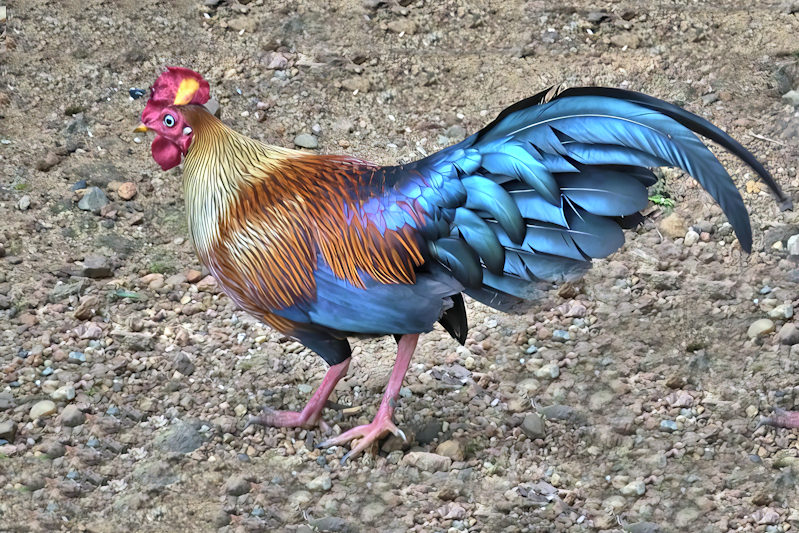 Red Junglefowl