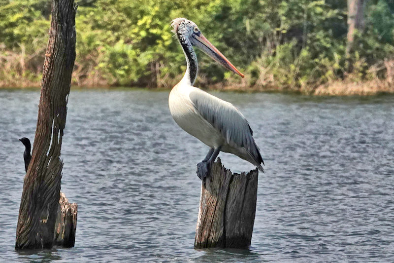 Spot-billed Pelican