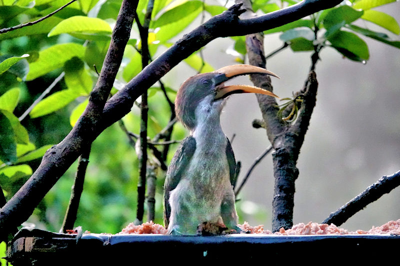 Sri Lanka Grey Hornbill