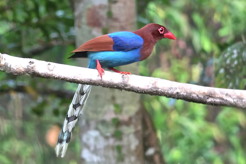 Sri Lankan Blue Magpie